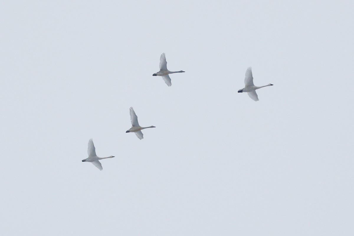 Tundra Swan - ML646315270