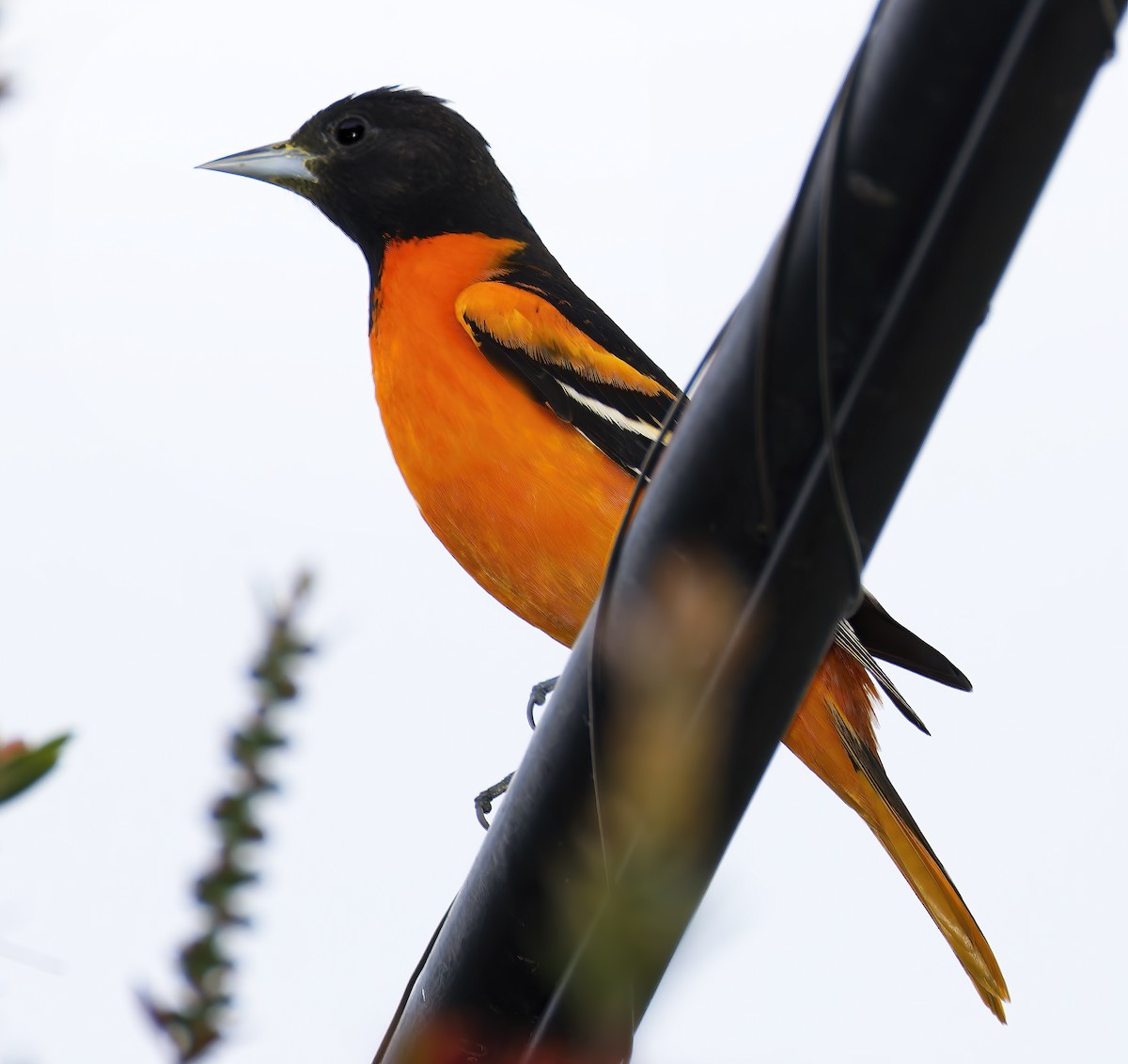 trupiál baltimorský - ML646315272