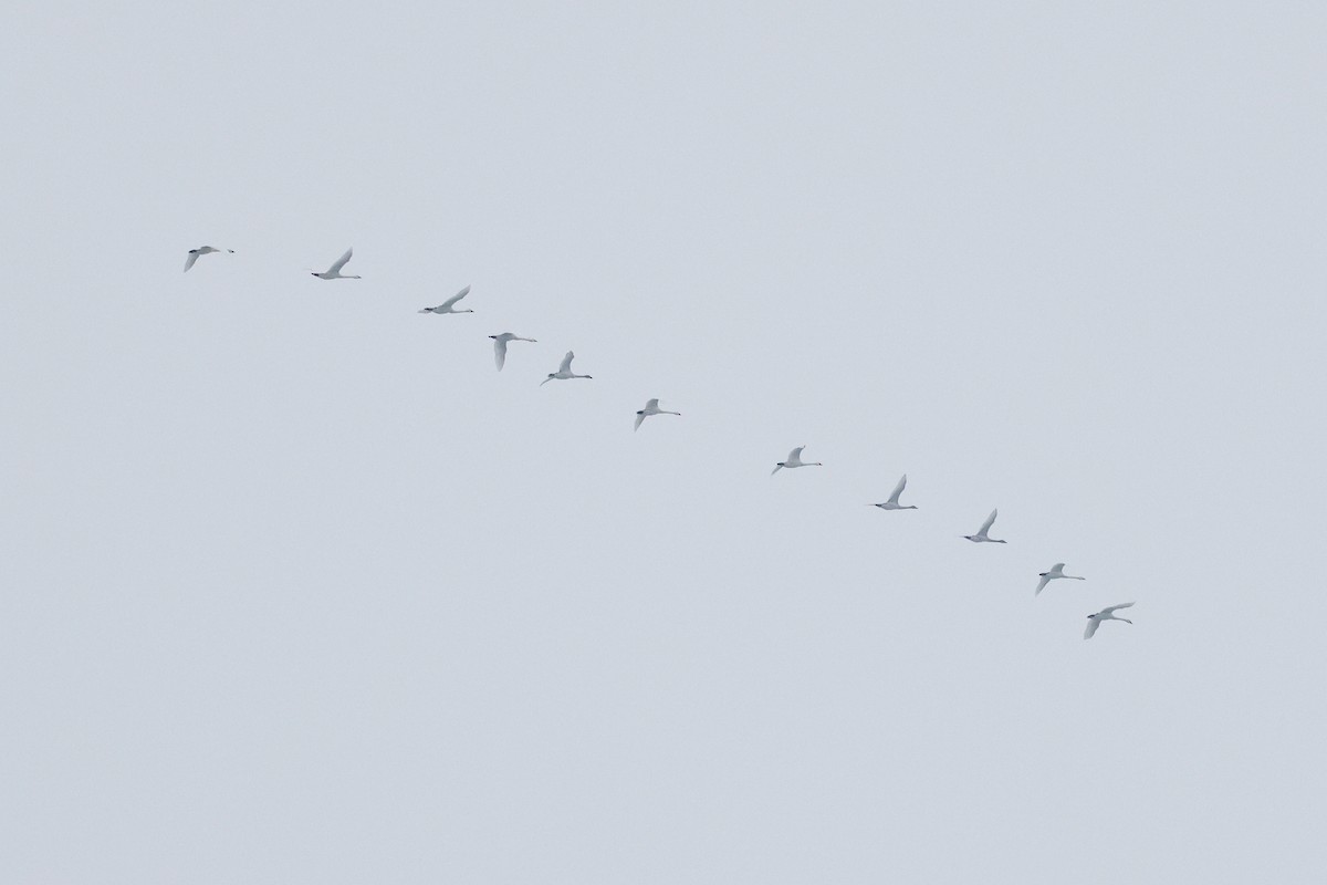 Tundra Swan - ML646315274