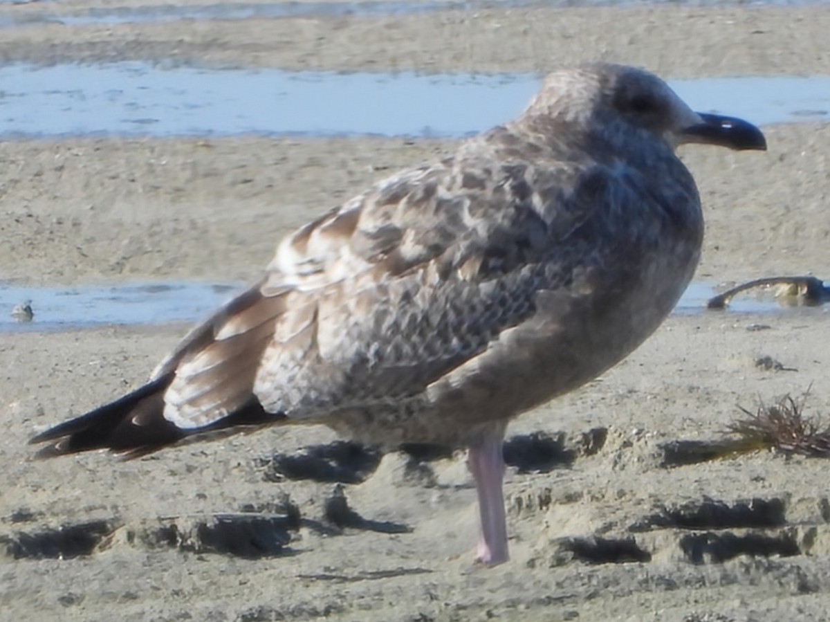 American Herring Gull - ML646315275