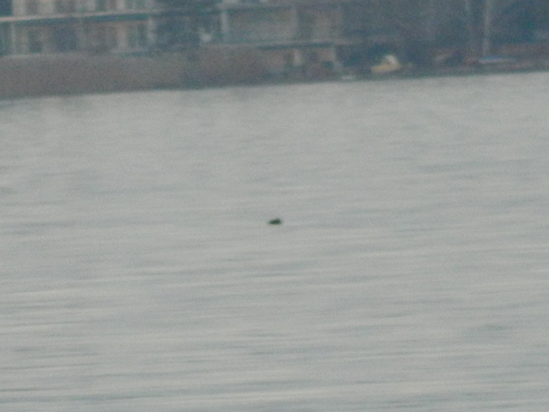 Common Scoter - ML646315277