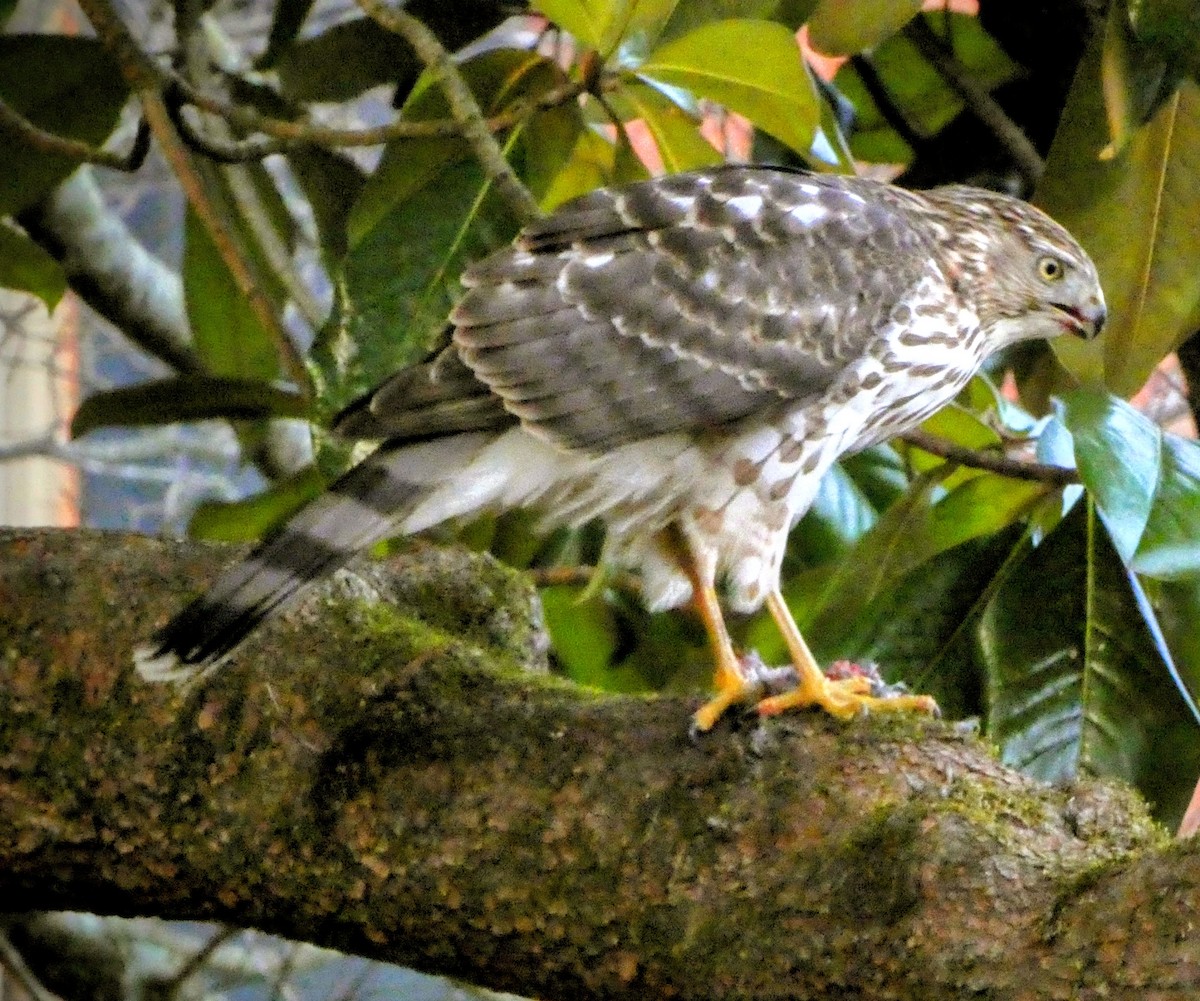 Cooper's Hawk - ML646315278