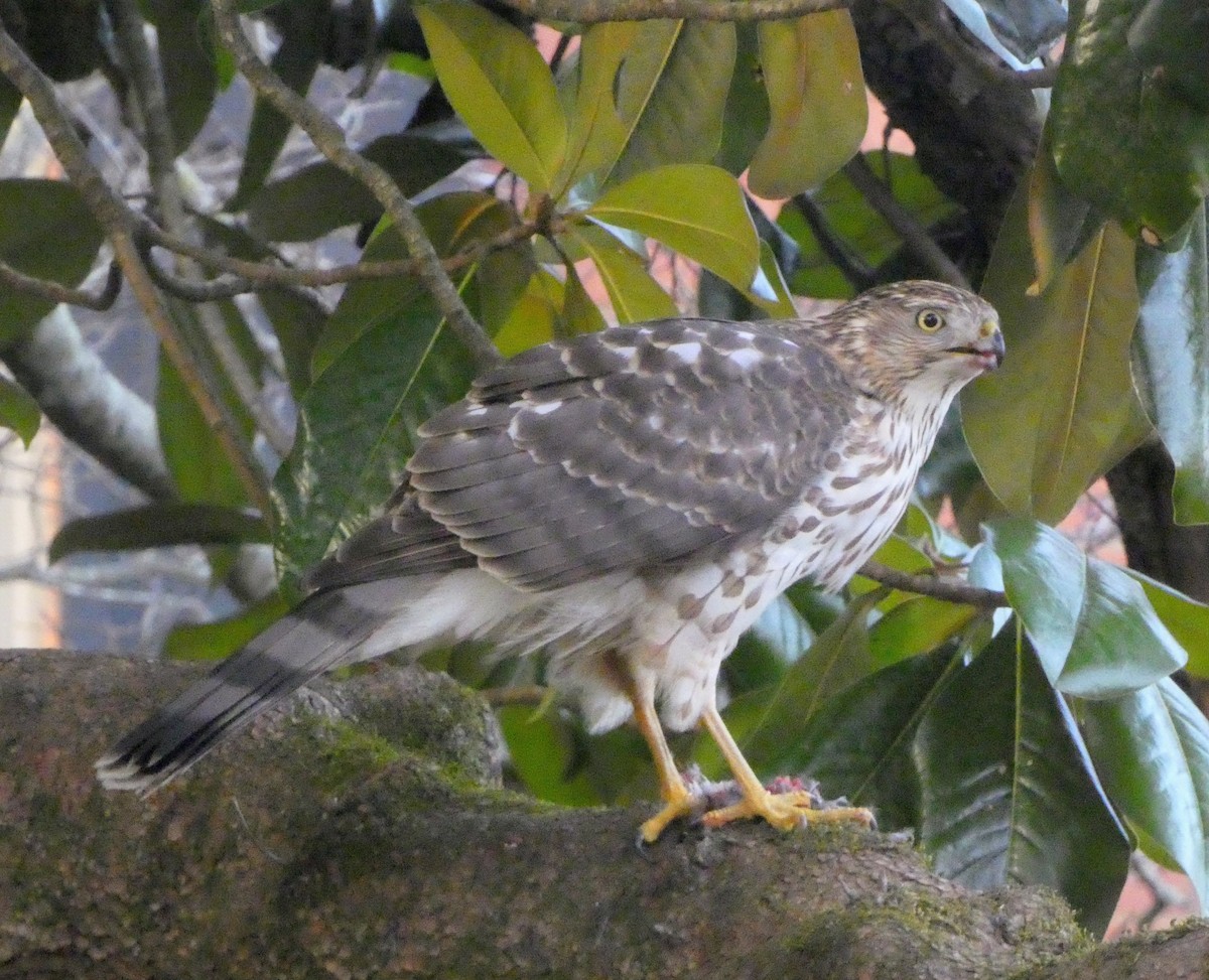 Cooper's Hawk - ML646315279