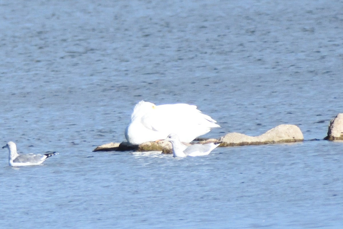 California Gull - ML646315280