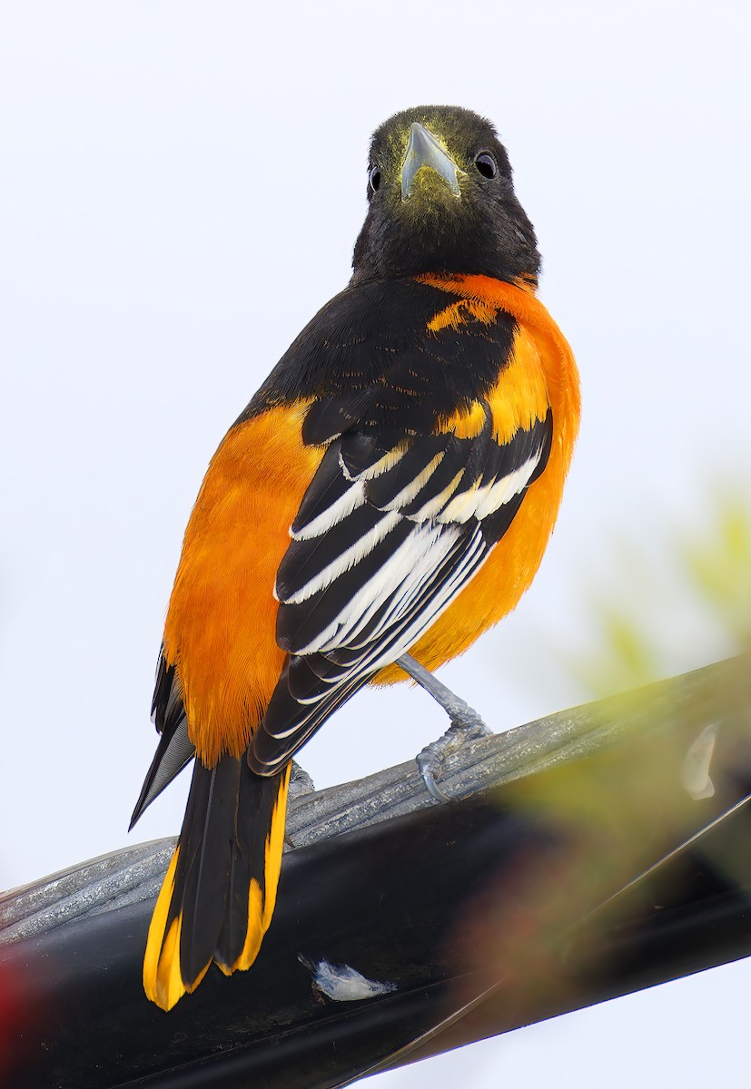 trupiál baltimorský - ML646315281