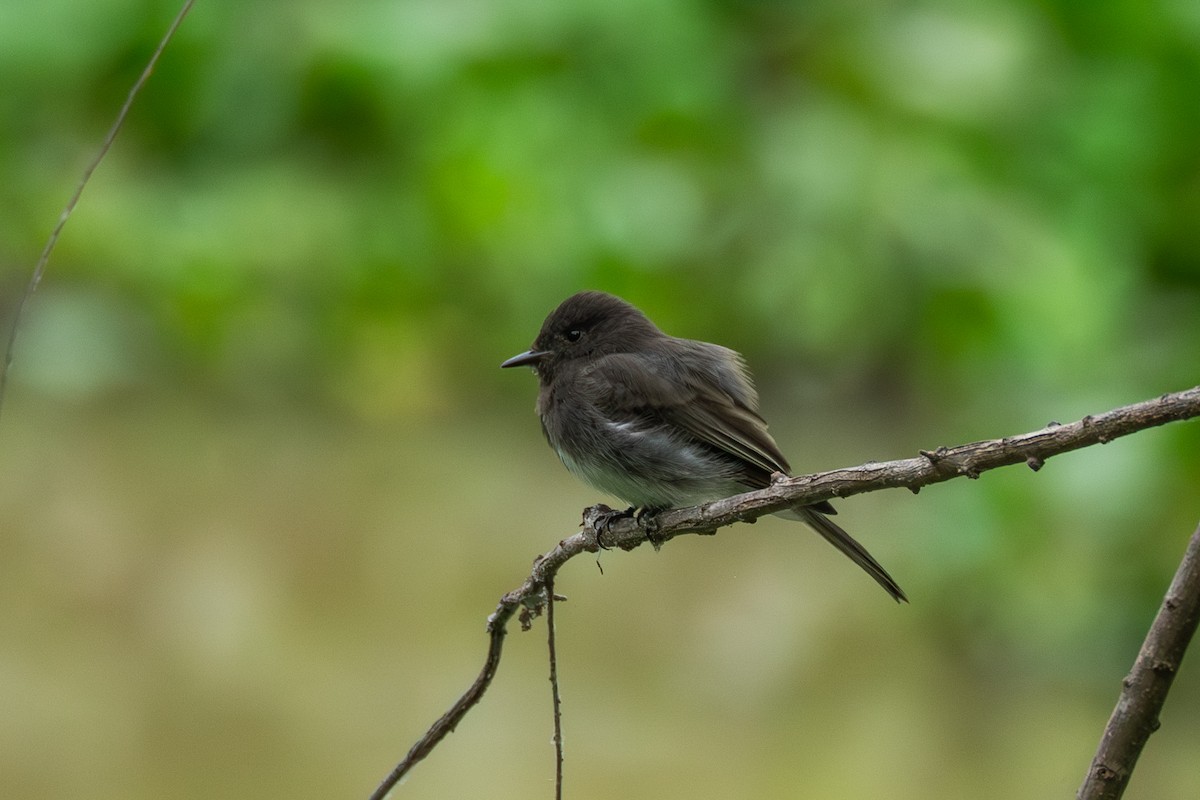 Black Phoebe - ML646315282