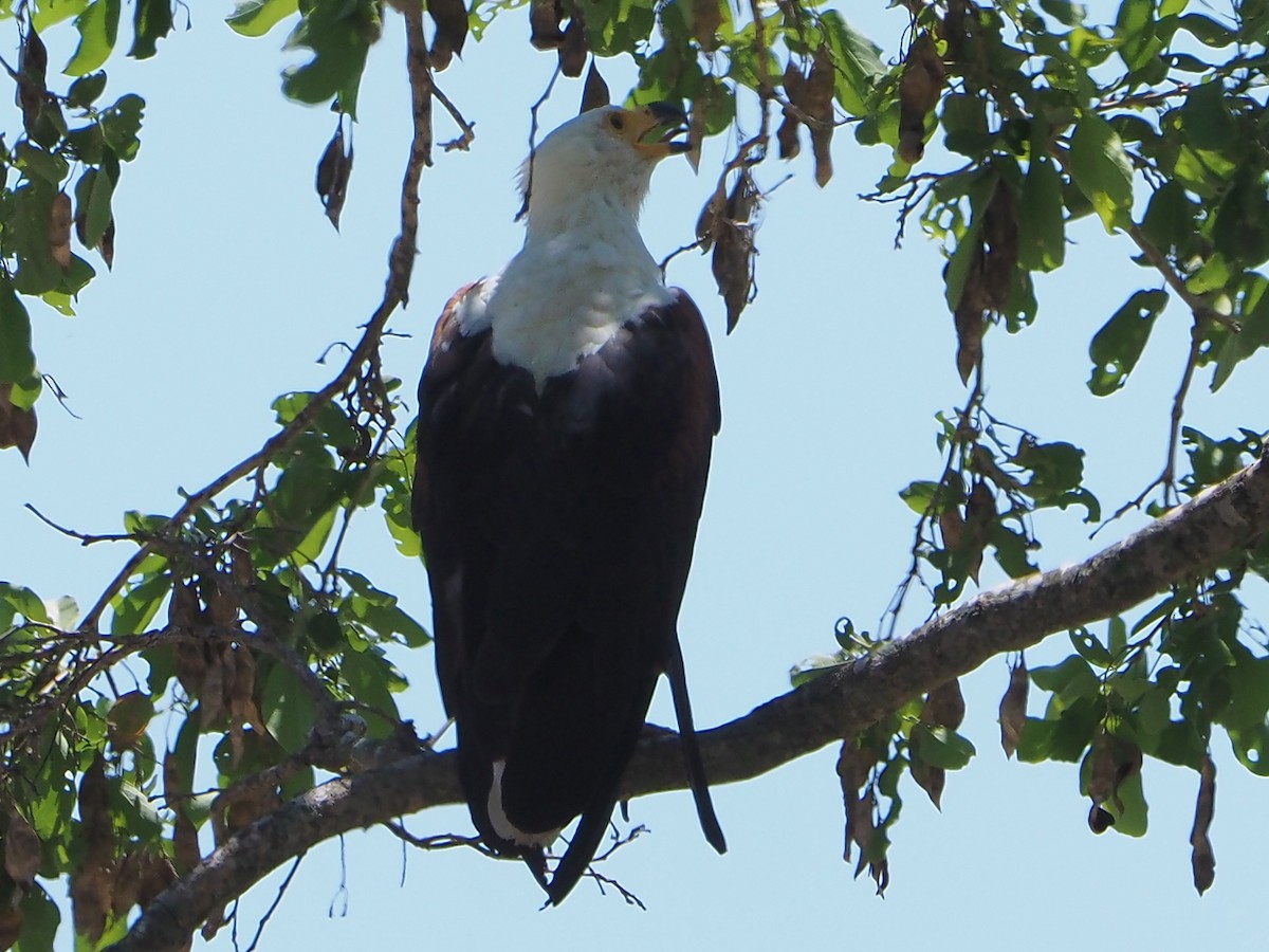 African Fish-Eagle - ML646315283