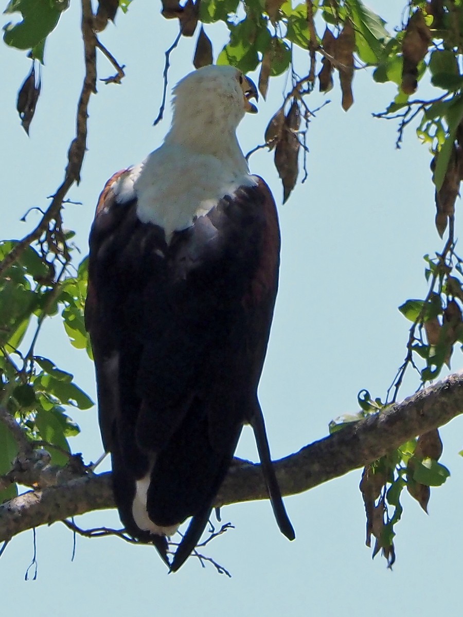 African Fish-Eagle - ML646315284