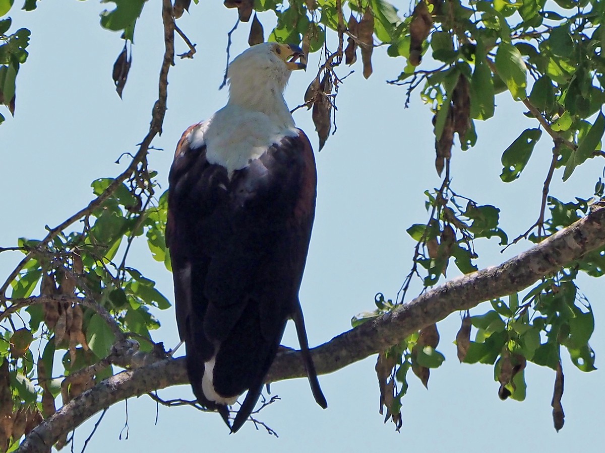 African Fish-Eagle - ML646315285