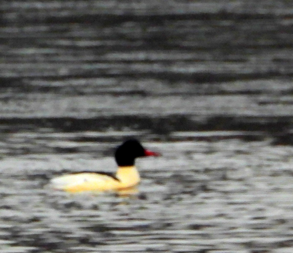 Smergo maggiore - ML646315286