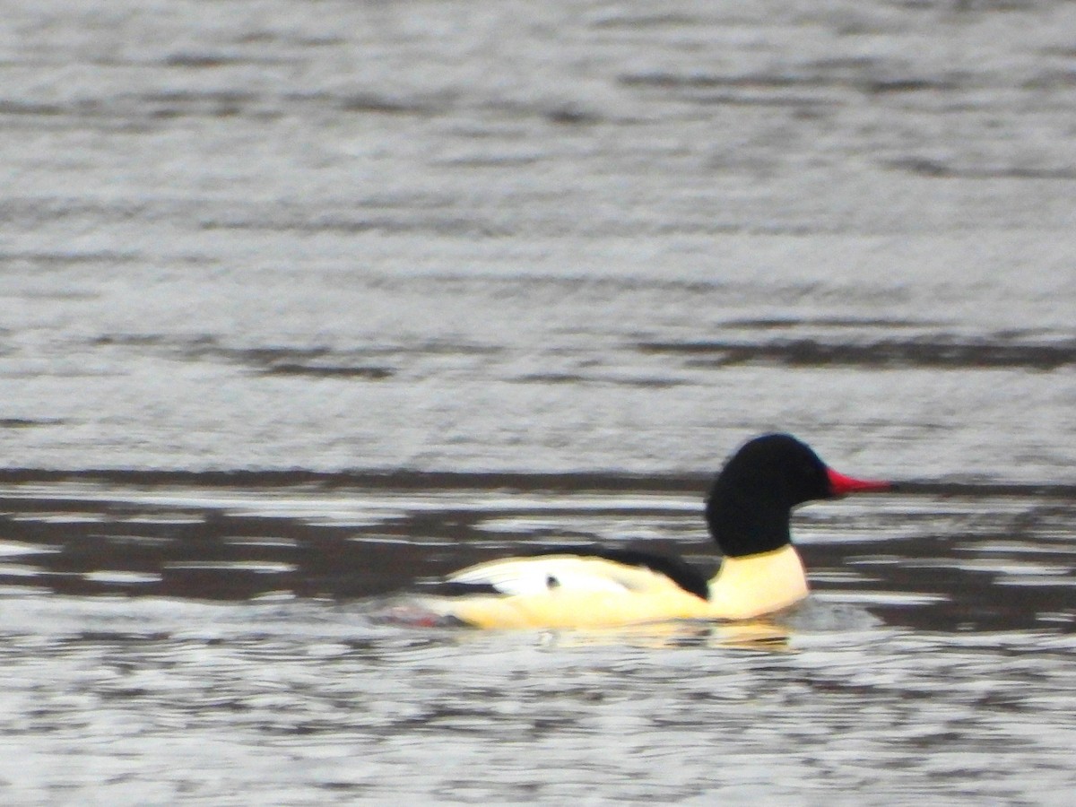 Smergo maggiore - ML646315287