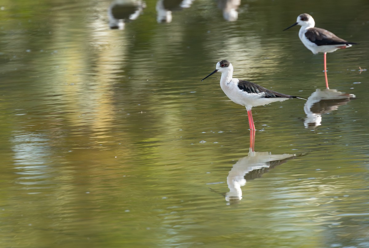 Black-winged Stilt - ML646315288