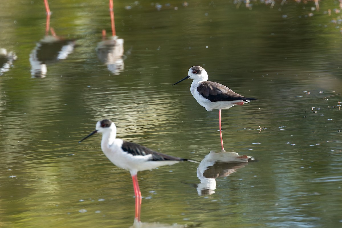 Black-winged Stilt - ML646315289