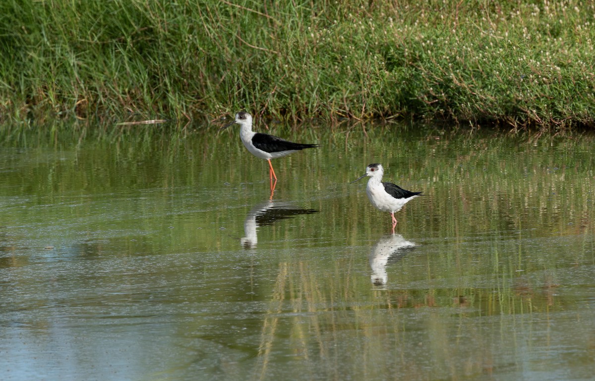 Black-winged Stilt - ML646315290