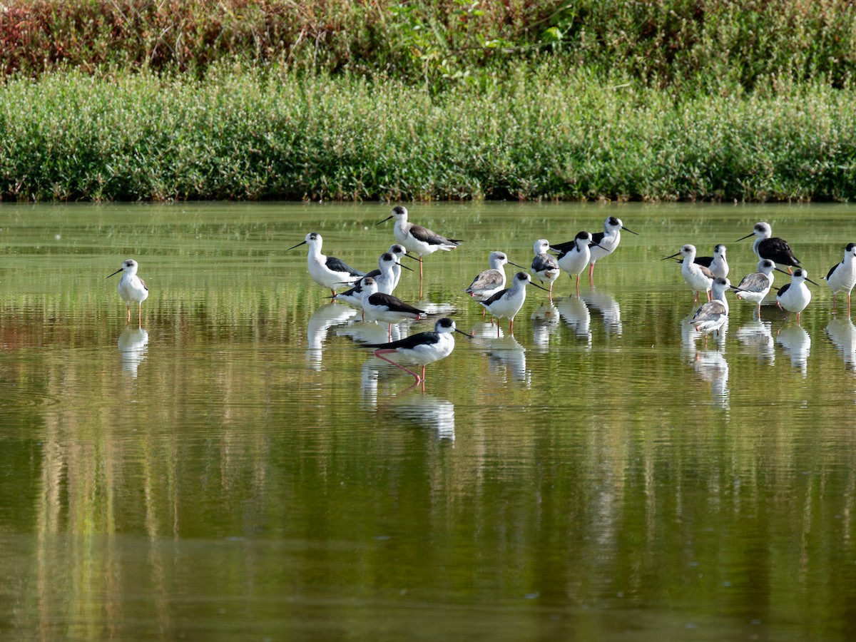 Black-winged Stilt - ML646315291