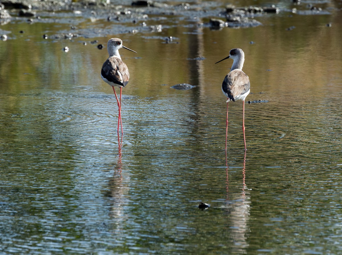 Black-winged Stilt - ML646315292