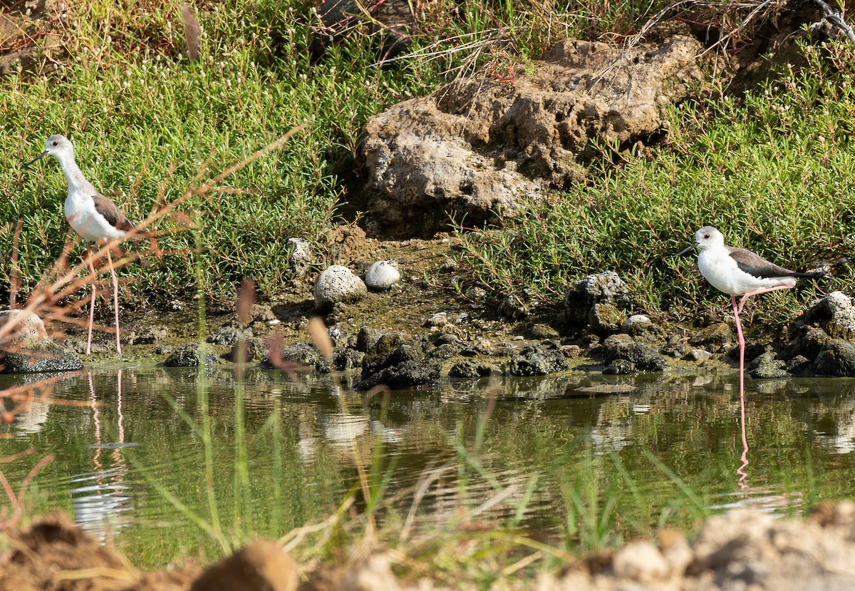 Black-winged Stilt - ML646315293