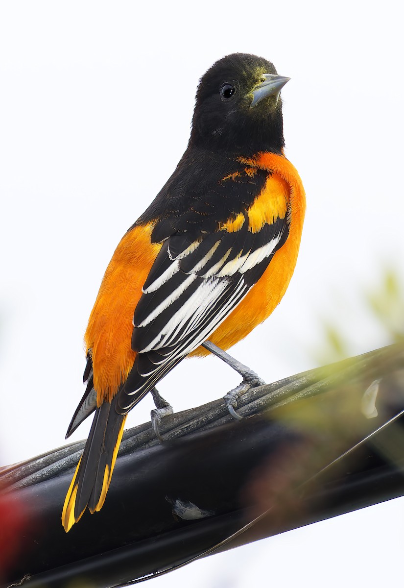 trupiál baltimorský - ML646315294