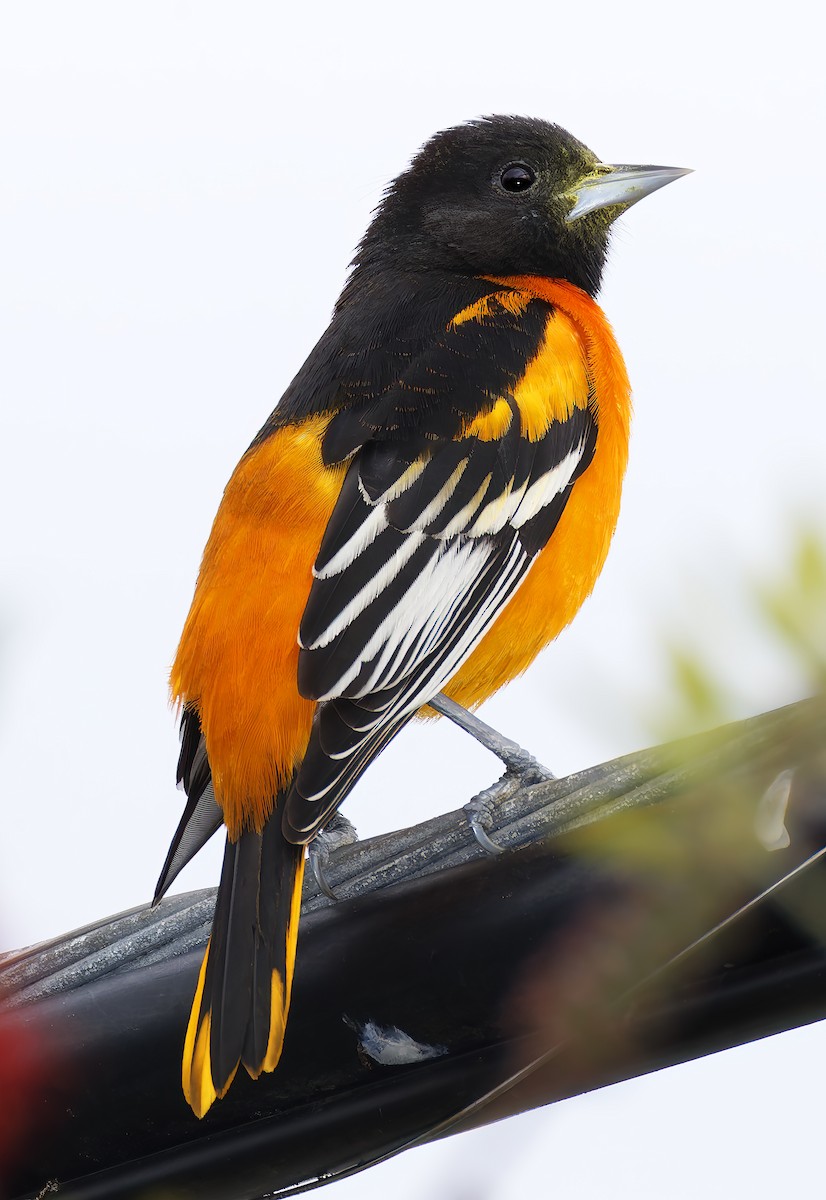 trupiál baltimorský - ML646315305