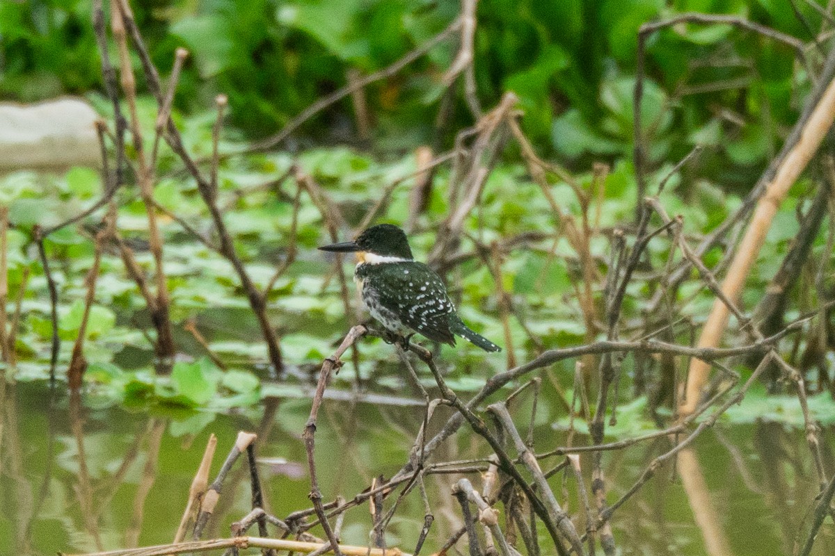 Green Kingfisher - ML646315306