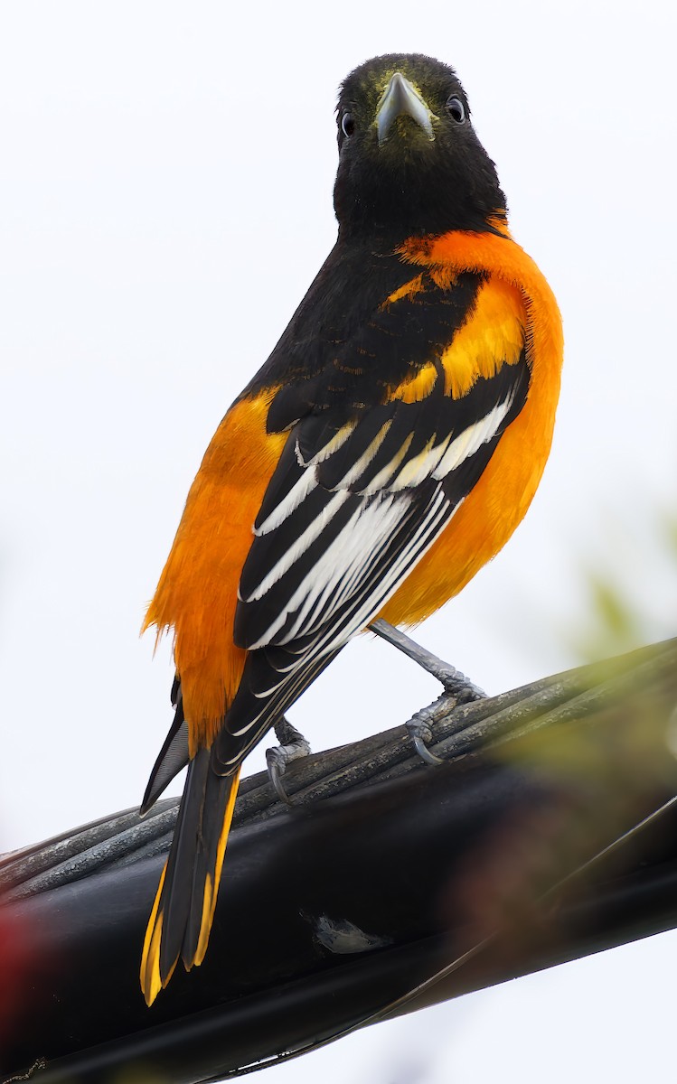 trupiál baltimorský - ML646315311