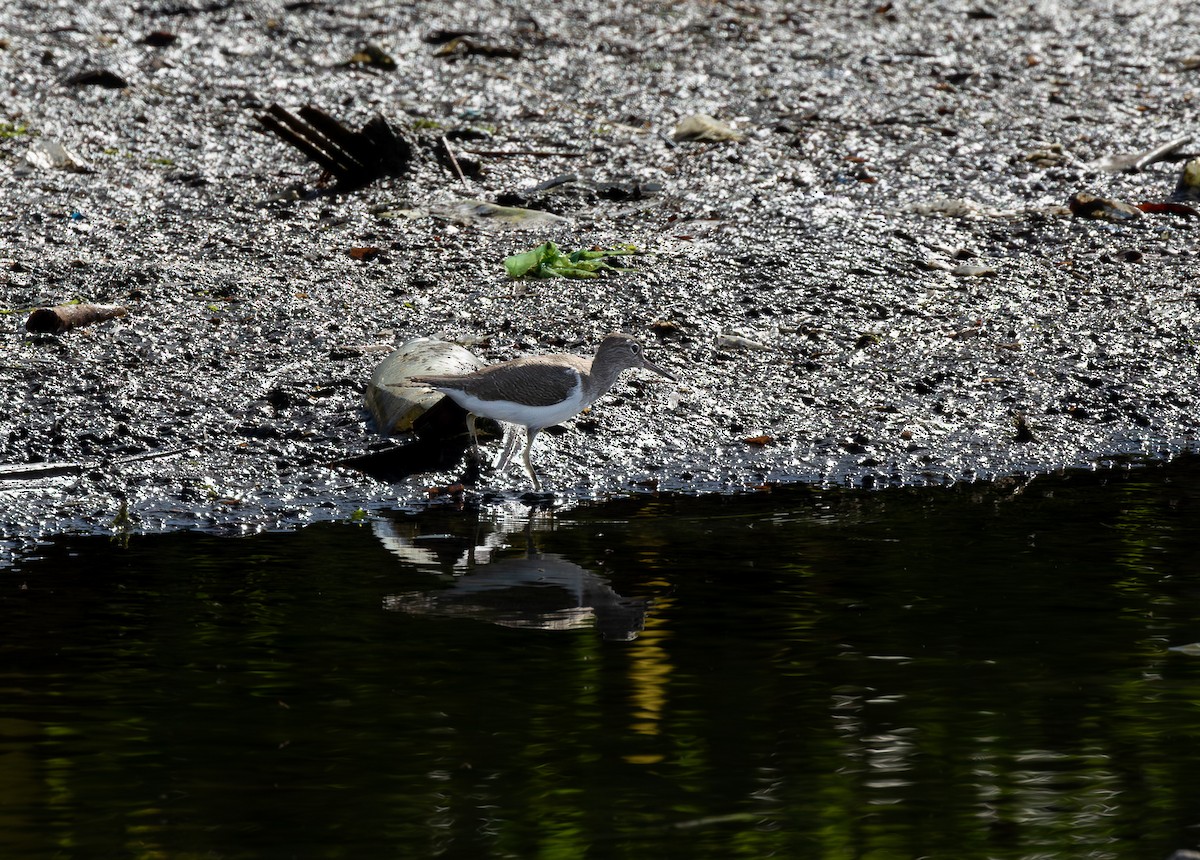 Common Sandpiper - ML646315312