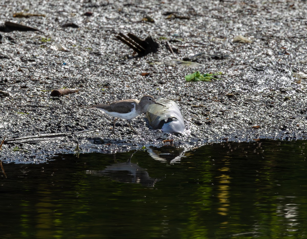 Common Sandpiper - ML646315313