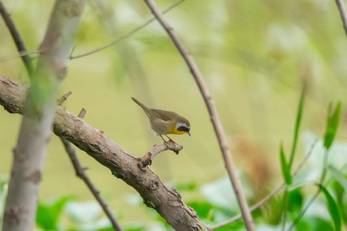 Common Yellowthroat - ML646315314