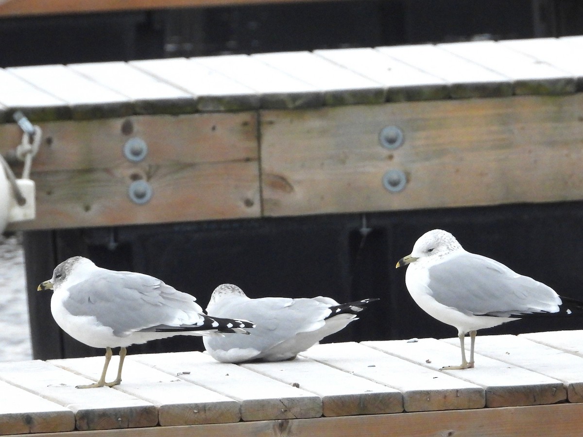 Gavina americana - ML646315315