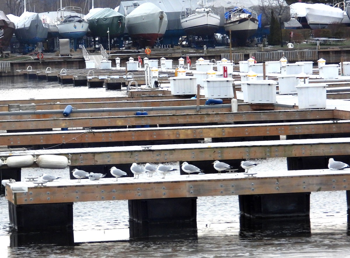 Gavina americana - ML646315316