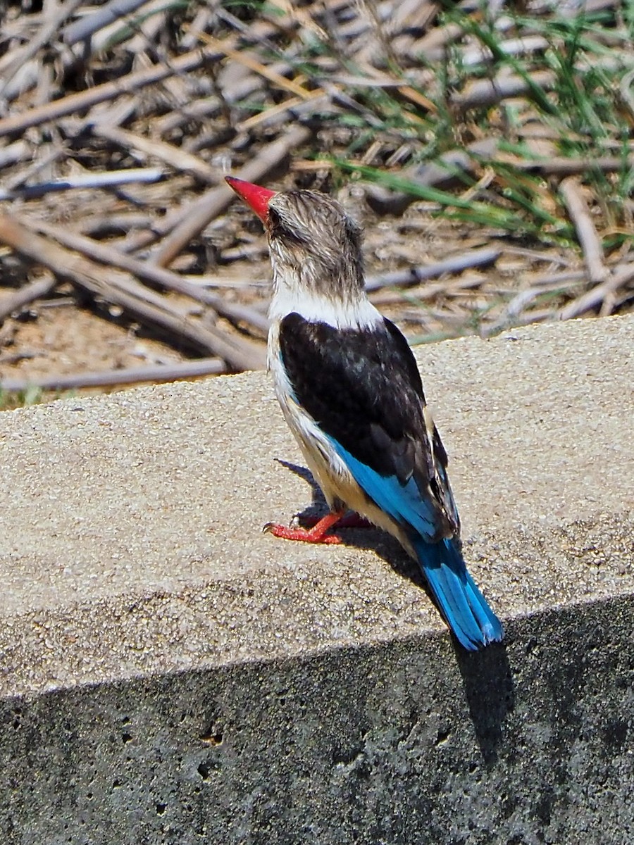 Brown-hooded Kingfisher - ML646315317