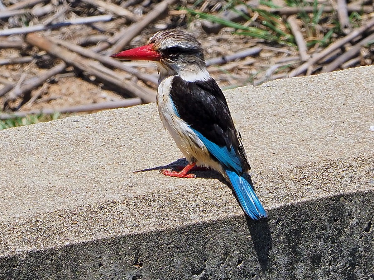 Brown-hooded Kingfisher - ML646315318