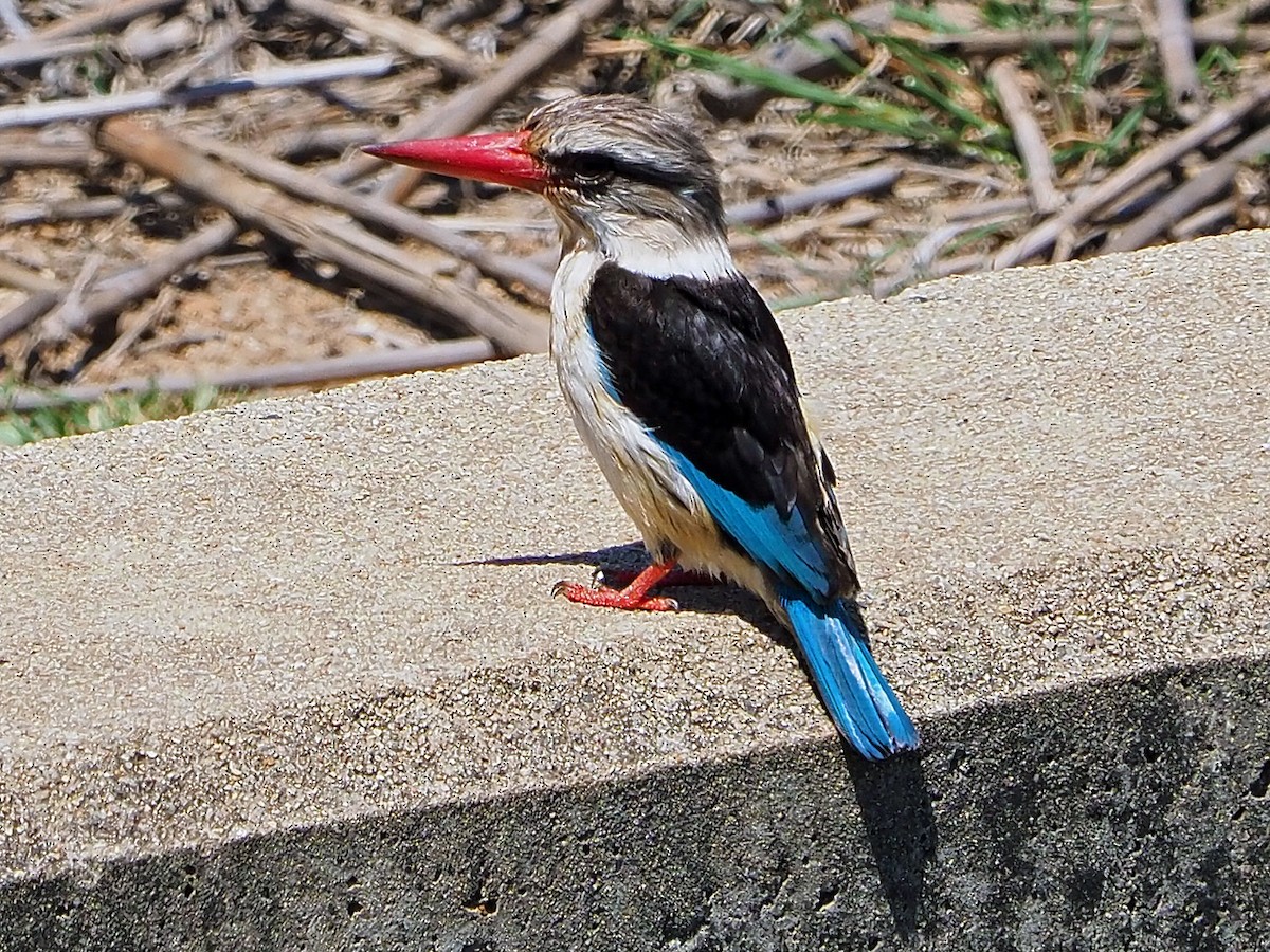 Brown-hooded Kingfisher - ML646315319