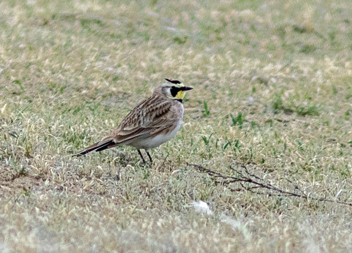 Эвэрт болжмор - ML646315320