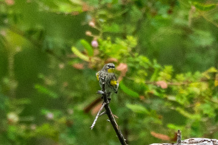 Yellow-rumped Warbler - ML646315323