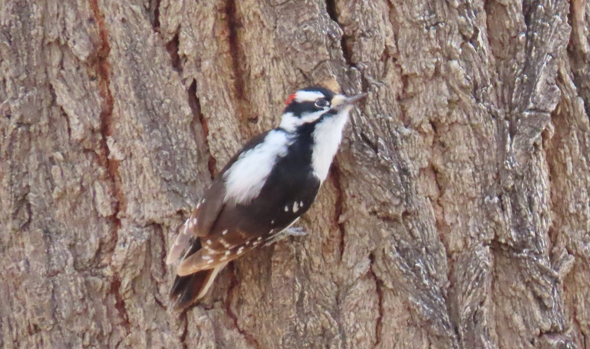 Downy Woodpecker - ML646315324