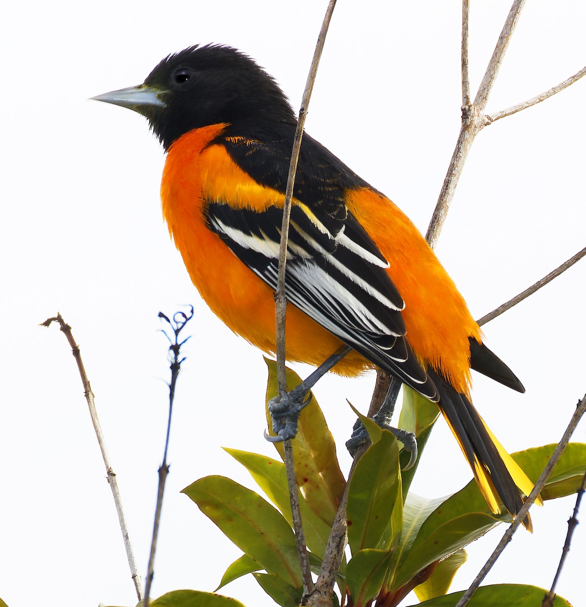 trupiál baltimorský - ML646315325