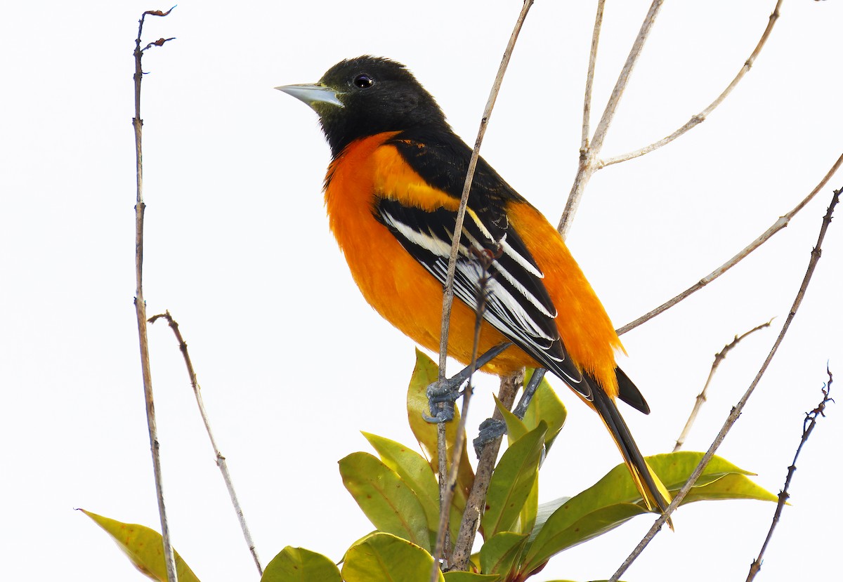 trupiál baltimorský - ML646315326