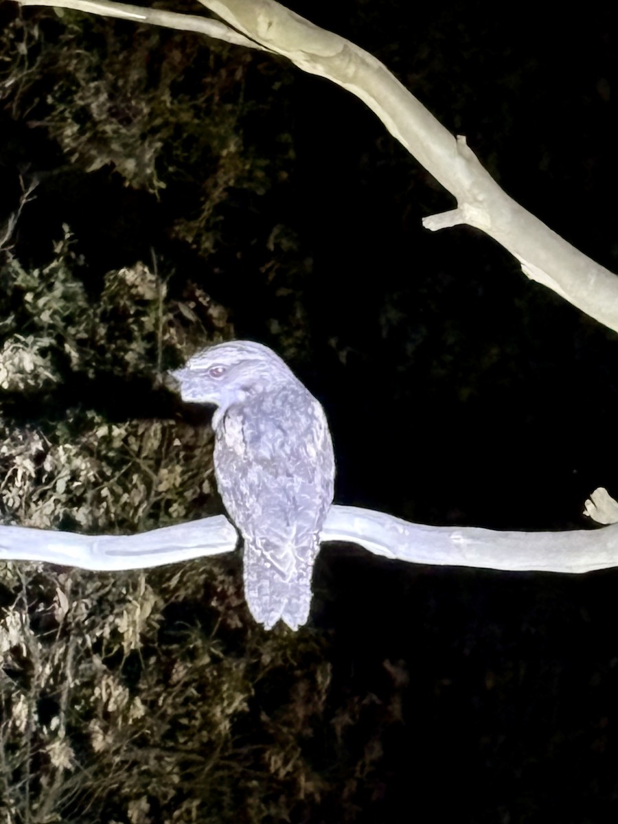 Podargo Australiano - ML646315327