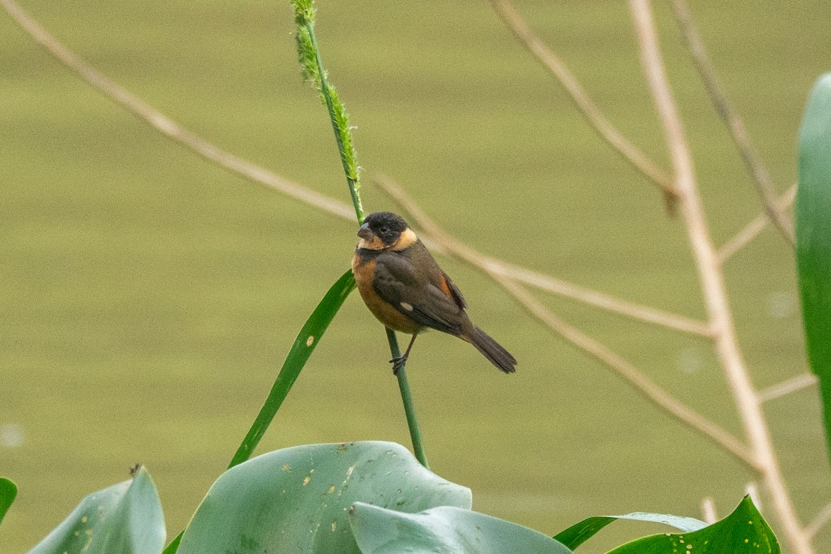 Cinnamon-rumped Seedeater - ML646315330