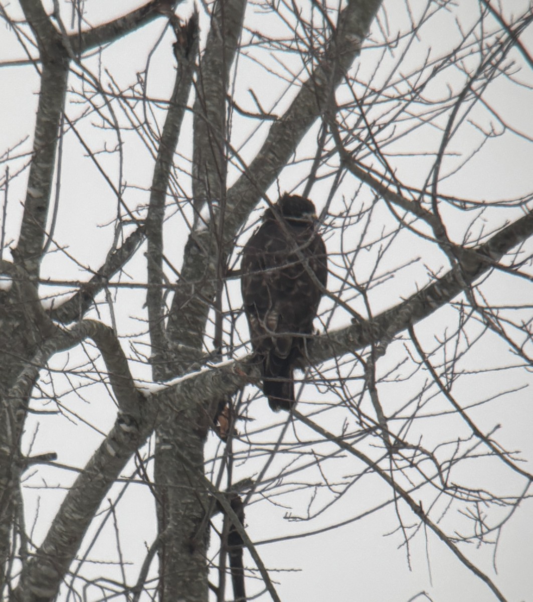 káně rudochvostá (ssp. harlani) - ML646315332