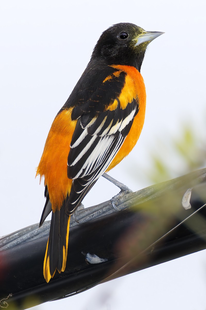 trupiál baltimorský - ML646315334