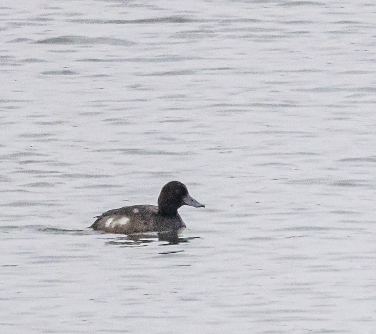 Greater Scaup - ML646315335