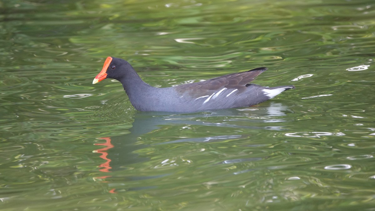Common Gallinule - ML646315339