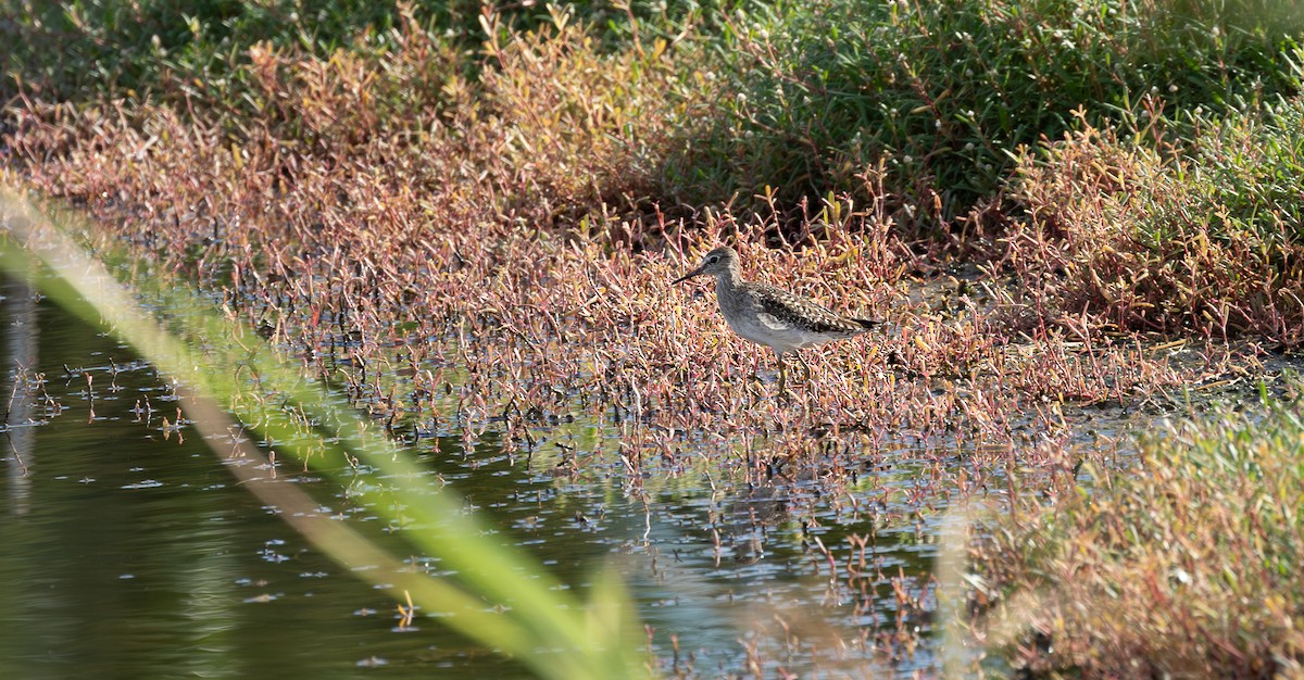 vodouš bahenní - ML646315340
