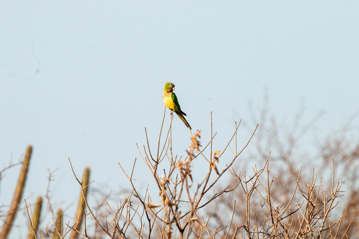 Cactus Parakeet - ML646315341