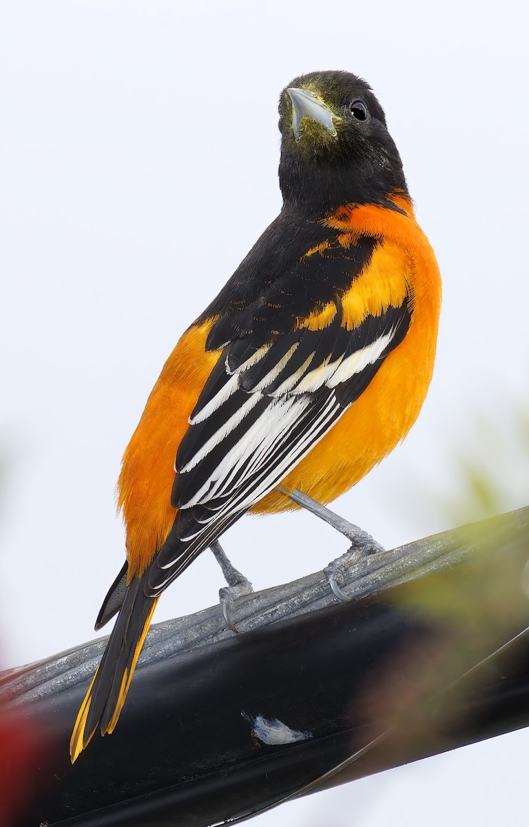 trupiál baltimorský - ML646315348