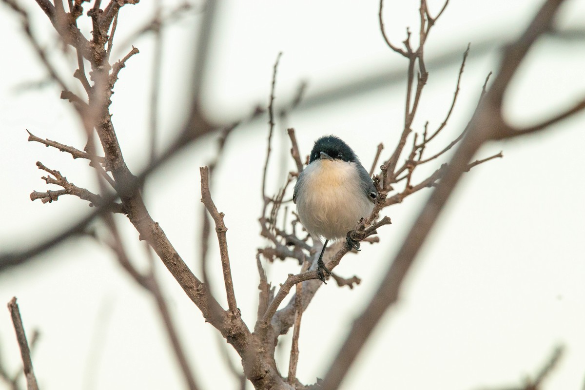 Tropical Gnatcatcher (atricapilla) - ML646315349
