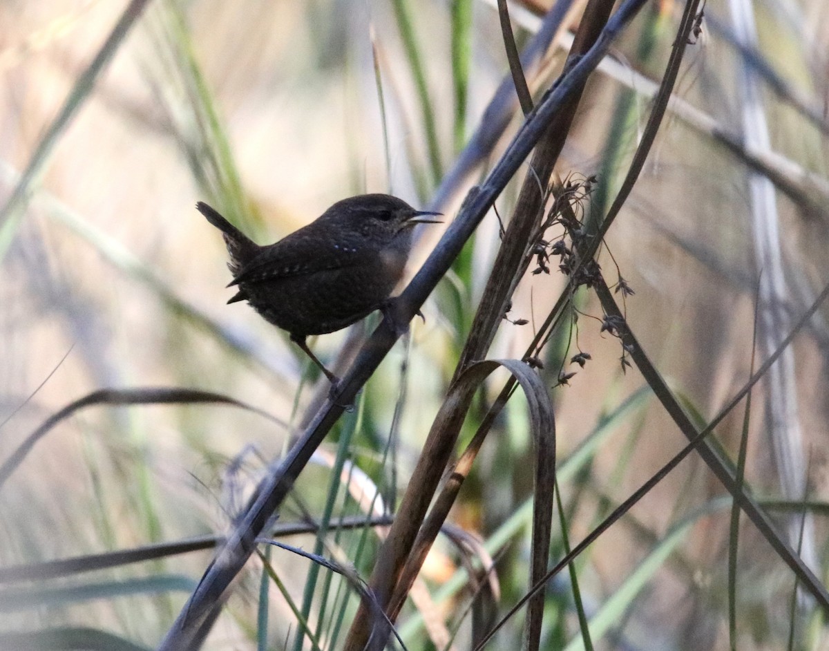 Winter Wren - ML646315356