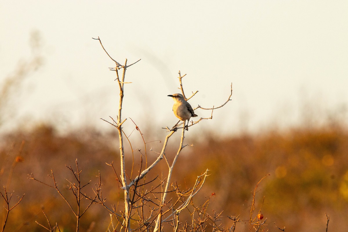 Tropical Mockingbird - ML646315364